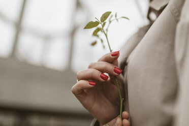 Hands holding twig, close-up - KMKF00059