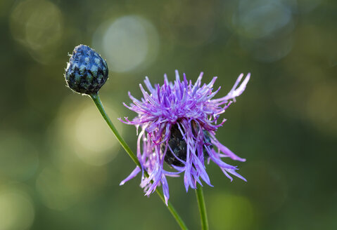 Germany, Bavaria, Nature Reserve Isarauen, Greater Knapweed, Centaurea scabiosa - SIEF07600