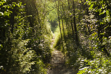 Germany, Bavaria, Upper Bavaria, Geretsried, Nature Reserve Isarauen, Forest path, Alluvial Forest - SIEF07602