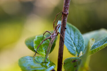 Deutschland, Bayern, Naturschutzgebiet Isarauen, Baumschulspinne, Pisaura mirabilis - SIEF07603