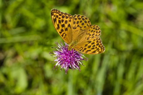 Deutschland, Bayern, Kaisermantel, Argynnis paphia, lizenzfreies Stockfoto