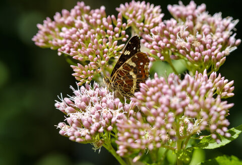 Deutschland, Bayern, Landkartenfalter, Araschnia levana, auf Hanf-Agrimony, Eupatorium cannabinum - SIEF07605