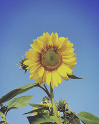 Sonnenblume - LVF06420