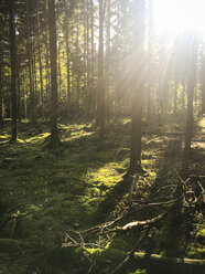 Wald im Gegenlicht im Herbst - LVF06421