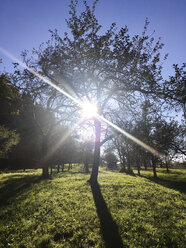 Apfelplantage im Gegenlicht im Herbst - LVF06422