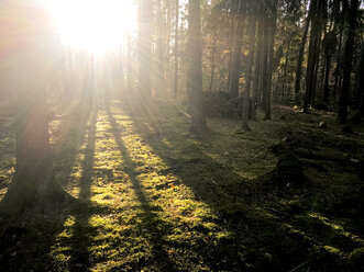 Wald im Gegenlicht im Herbst - LVF06423