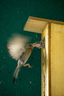 Sparrow feeding young bird - BIGF00065