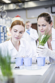 Wissenschaftler im Labor bei der Untersuchung von Pflanzen und Bodenproben - WESTF23712