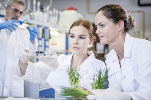 Wissenschaftler im Labor bei der Untersuchung von Pflanzen und Bodenproben - WESTF23713