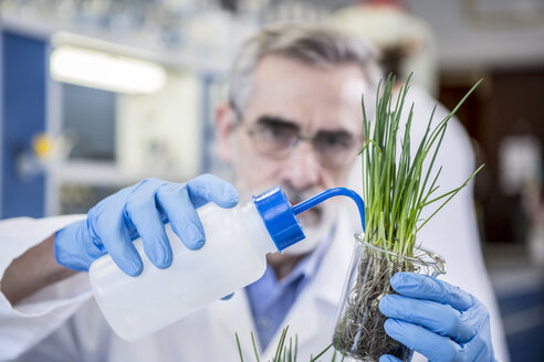 Wissenschaftlerin im Labor, die eine Pflanze gießt - WESTF23714