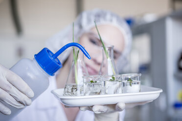 Wissenschaftlerin im Labor bewässert Pflanzensetzlinge in Bechern - WESTF23760