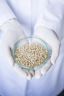 Wissenschaftlerin im Labor hält Getreideprobe in Petrischale - WESTF23768