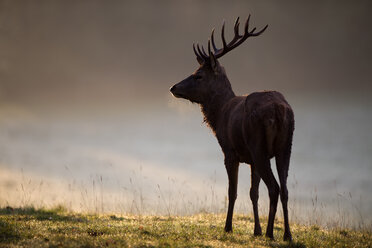 England, Rothirsch, Cervus elaphus - MJOF01446