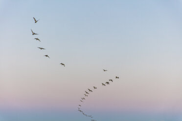 Südafrika, Kapstadt, Vogelschwarm am Himmel - ZEF14849