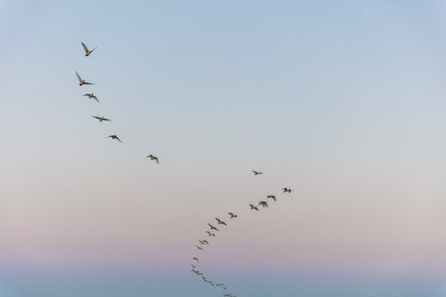 Südafrika, Kapstadt, Vogelschwarm am Himmel - ZEF14849