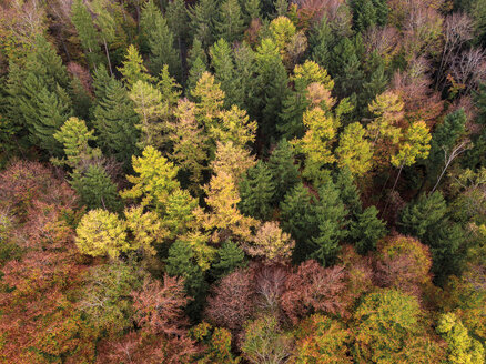 Germany, Bavaria, Fuerstenfeldbruck, Beech Forest in autumn - GNF01419