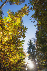 Deutschland, Rheinland-Pfalz, Pfälzerwald, Edelkastanie im Herbst, Castanea sativa - GWF05310