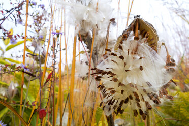 Deutschland, Schauermilchkraut im botanischen Garten im Herbst - NDF00698