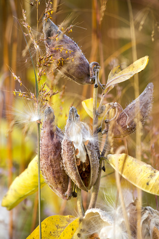 Deutschland, Schauermilchkraut im botanischen Garten im Herbst, lizenzfreies Stockfoto