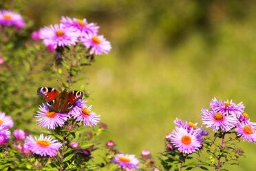 Tagpfauenauge sitzend auf Blüte von rosa Aster - NDF00702