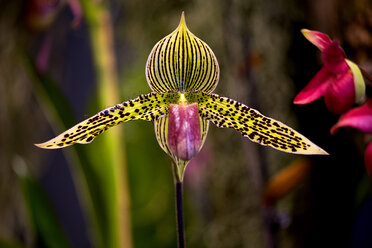 Orchideenblüte - NDF00704