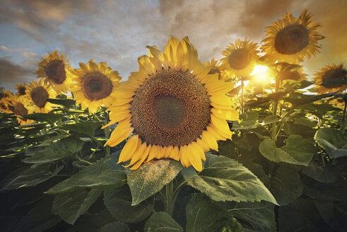 Spain, sunflower field at sunset - DHCF00160