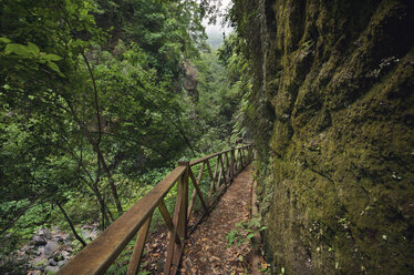 Spain, Canary Islands, La Palma, Path in tropical forest - DHCF00161