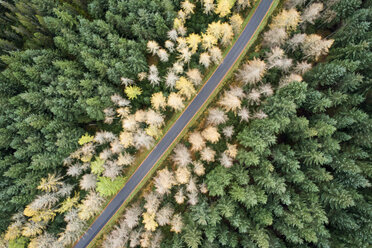 Great Britain, Scotland, pine forest and road - MJOF01447