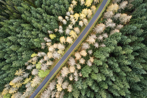 Great Britain, Scotland, pine forest and road - MJOF01447