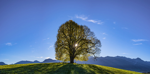 Deutschland, Bayern, Allgäu, Friedenslinde auf der Wittelsbacher Höhe, lizenzfreies Stockfoto