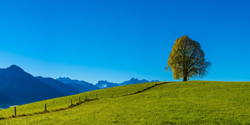 Germany, Bavaria, Allgaeu, Friedenslinde at Wittelsbacher Hoehe - WGF01136