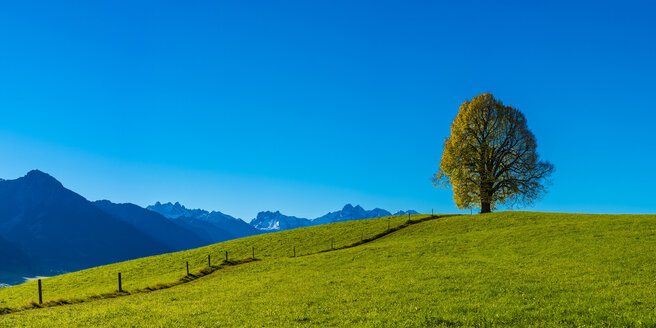 Deutschland, Bayern, Allgäu, Friedenslinde auf der Wittelsbacher Höhe - WGF01136