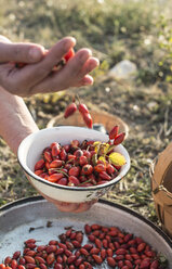 Woman picking rosehips - DEGF00951