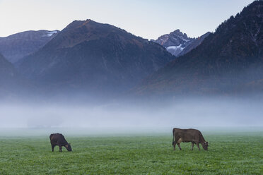 Deutschland, Bayern, Allgäu, Hühner auf einer Almwiese bei Oberstdorf, Morgennebel - WGF01138