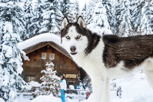 Austria, Altenmarkt-Zauchensee, dog in snow with woman at hut in background - HHF05529