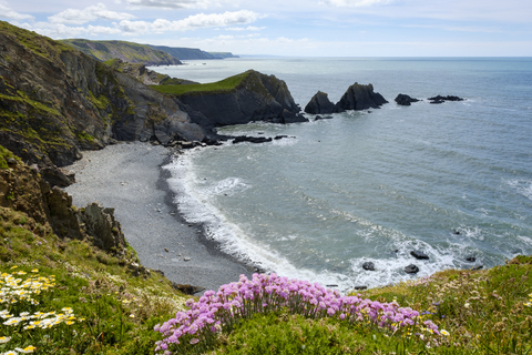 Great Britain, England, Devon, Hartland, Hartland Quay, Cliff coast and sea thrift stock photo