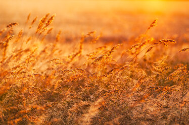 Großbritannien, Schottland, East Lothian, wilde Gräser im Gegenlicht der Sonne bei Sonnenuntergang - SMAF00870