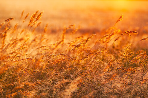 Großbritannien, Schottland, East Lothian, wilde Gräser im Gegenlicht der Sonne bei Sonnenuntergang - SMAF00870