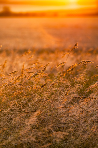 Großbritannien, Schottland, East Lothian, wilde Gräser im Gegenlicht der Sonne bei Sonnenuntergang, lizenzfreies Stockfoto