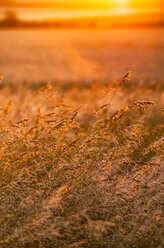 Great Britain, Scotland, East Lothian, wild grasses backlit by the sun at sunset - SMAF00871