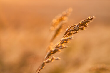 Großbritannien, Schottland, East Lothian, wilde Gräser im Gegenlicht der Sonne bei Sonnenuntergang - SMAF00872