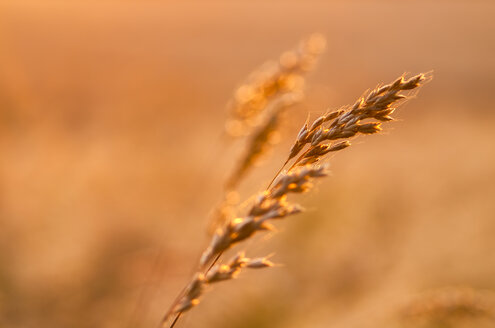 Großbritannien, Schottland, East Lothian, wilde Gräser im Gegenlicht der Sonne bei Sonnenuntergang - SMAF00872
