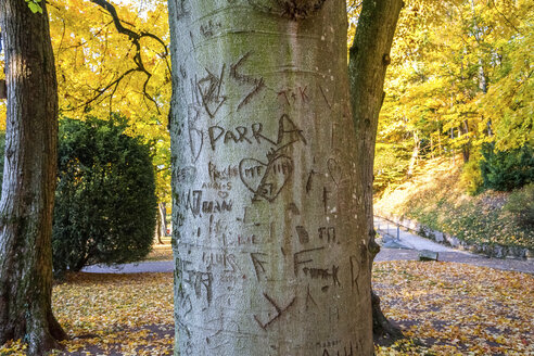Germany, Baden-Wuerttemberg, Heidelberg, Names and hearts scarified in tree trunks - PUF00946