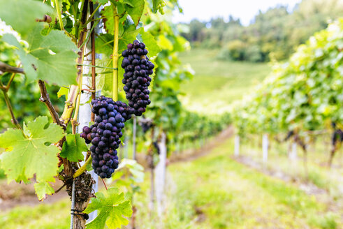 Close-up of bunch of red grapes in vineyard - KIJF01722