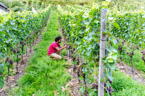 Germany, Gengenbach, man in vineyard looking at grapes from the vine stock photo