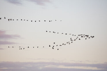 Germany, Fischland-Darss-Zingst, Western Pomerania Lagoon Area National Park, Common cranes, Grus grus - WIF03463