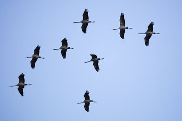 Germany, Fischland-Darss-Zingst, Western Pomerania Lagoon Area National Park, Common cranes, Grus grus - WIF03464