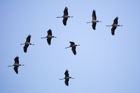 Deutschland, Fischland-Darss-Zingst, Nationalpark Vorpommersches Haff, Kranich, Grus grus - WIF03464