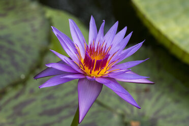 Seerose , Nymphaea hybrid August Koch - SIEF07626