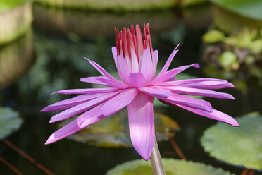 Seerose , Nymphaea hybrid Hofgaertner Graebner - SIEF07627